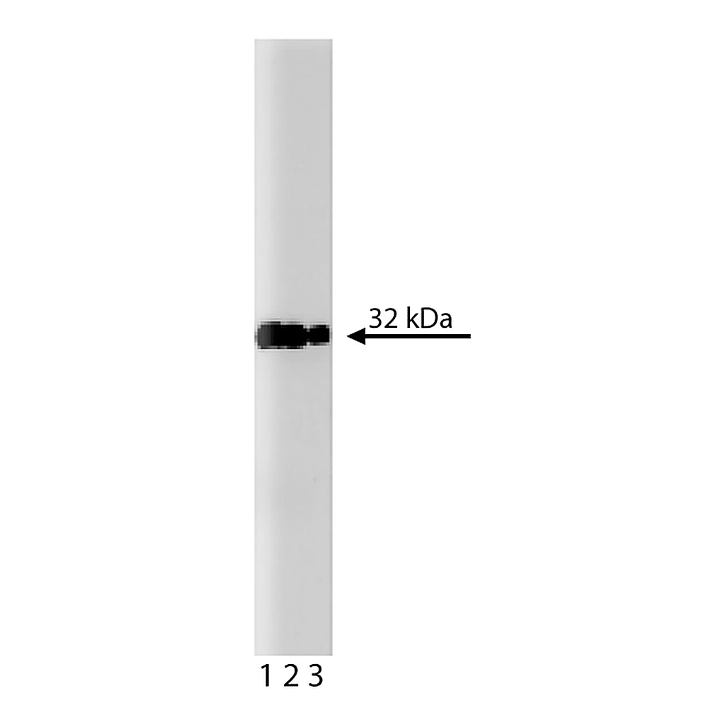 BD Purified Mouse Anti-Human Caspase-3