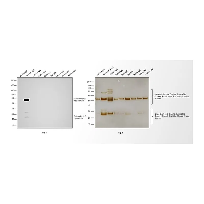 Thermo Fisher Scientific Goat anti-Guinea Pig IgG (H+L) Highly Cross-Adsorbed Secondary Antibody, HRP