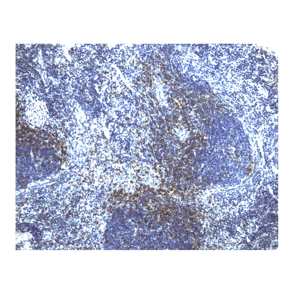 BD Purified Rat Anti-Mouse CD43