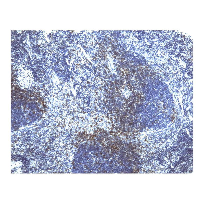 BD Purified Rat Anti-Mouse CD43