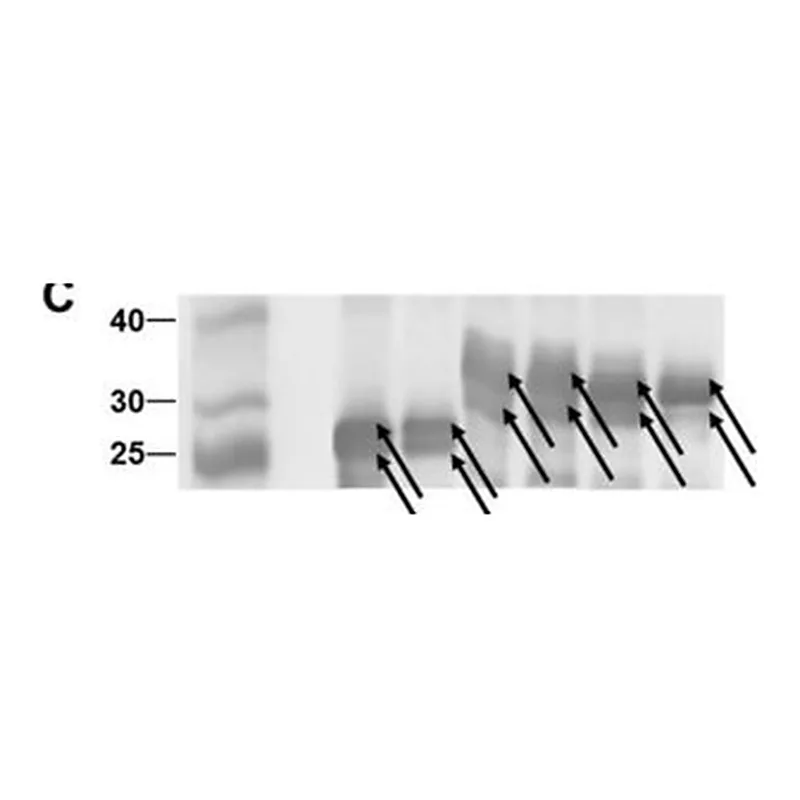 Merck MONOCLONAL ANTI-POLYHISTIDINE CLONE HIS&