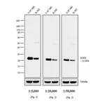 Thermo Fisher Scientific Goat anti-Mouse IgG, IgM (H+L) Cross-Adsorbed Secondary Antibody, AP