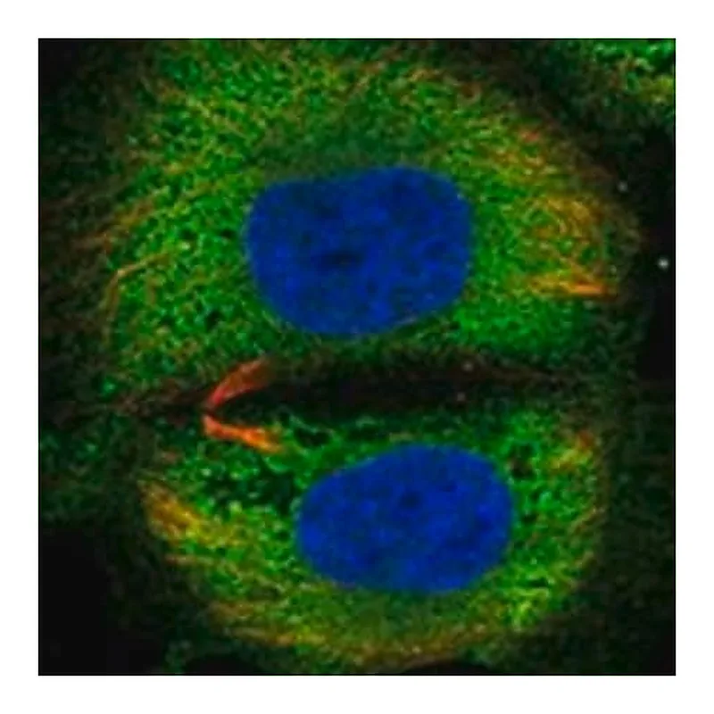 Merck Anti-TSBP1 antibody produced in rabbit