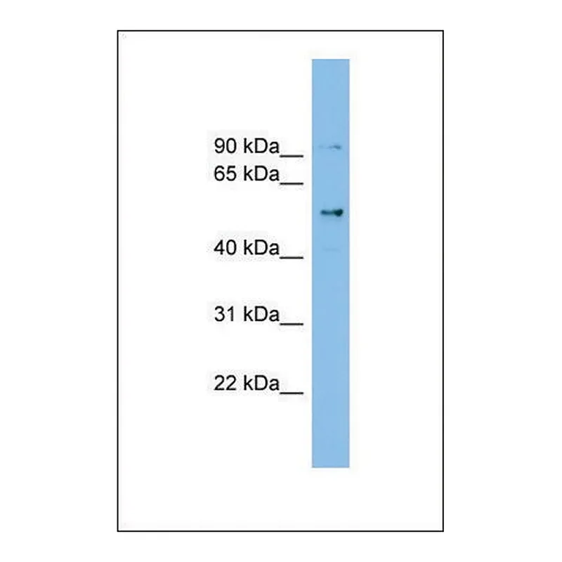 Merck Anti-CCDC50 antibody produced in rabbit