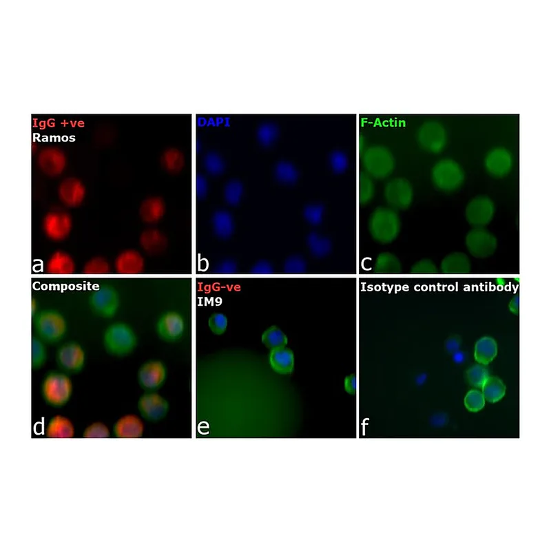Thermo Fisher Scientific Goat anti-Human IgM (Heavy chain) Cross-Adsorbed Secondary Antibody, Alexa Fluor 647