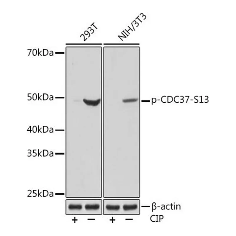 Merck Anti-Phospho-CDC37-S13 antibody produced in rabbit