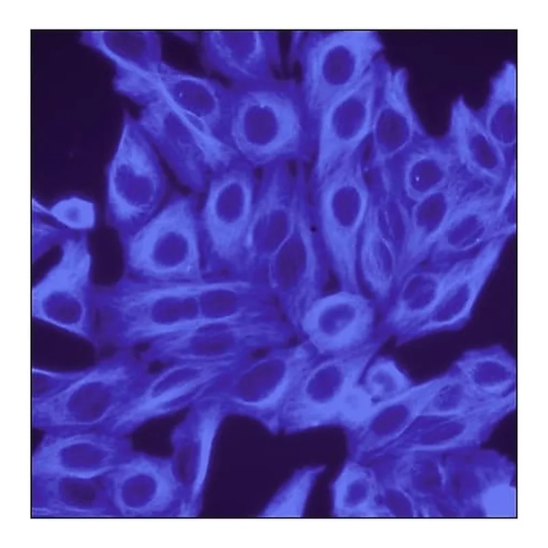 Merck Anti-Mouse IgG (H+L), CF(TM) 350 antibody produced in goat