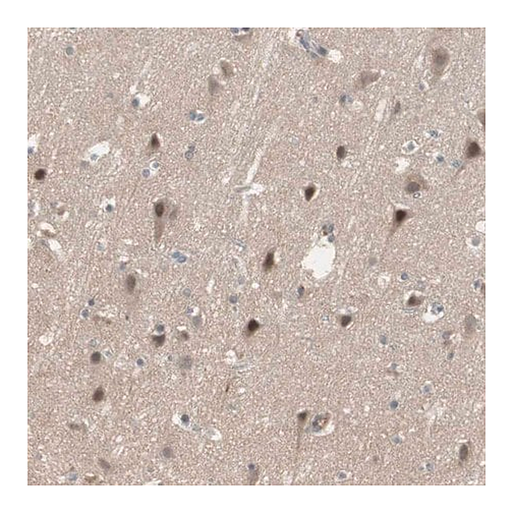 Merck Anti-SNX4 antibody produced in rabbit