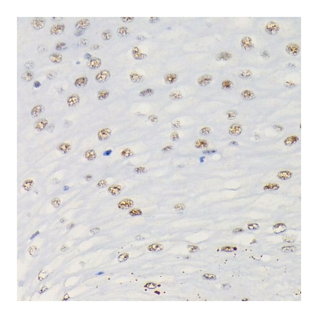 Merck Anti-Phospho-Smad3-S423/S425 antibody produced in rabbit