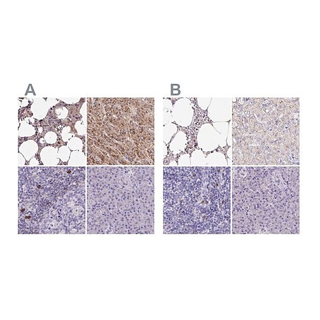 Merck Anti-CAT antibody produced in rabbit
