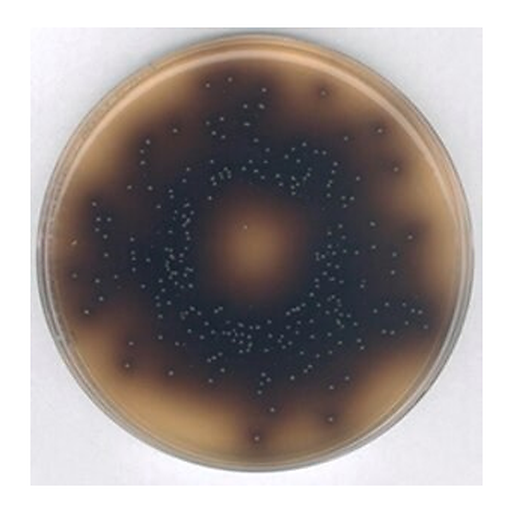 Merck Bile Esculin Azide AgarNutriSelect Plus