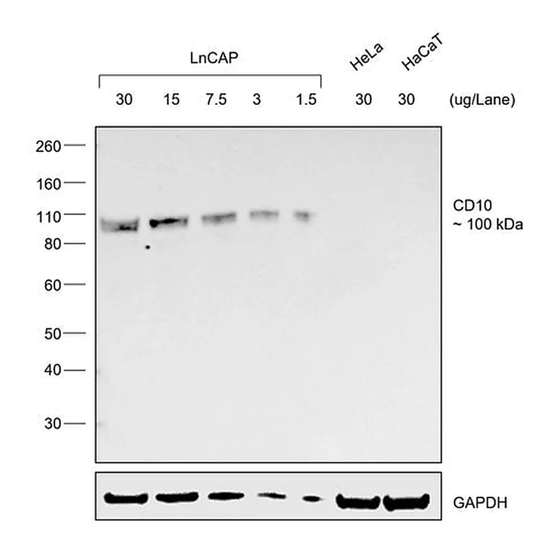 Thermo Fisher Scientific Rabbit anti-Goat IgG (H+L) Secondary Antibody, HRP