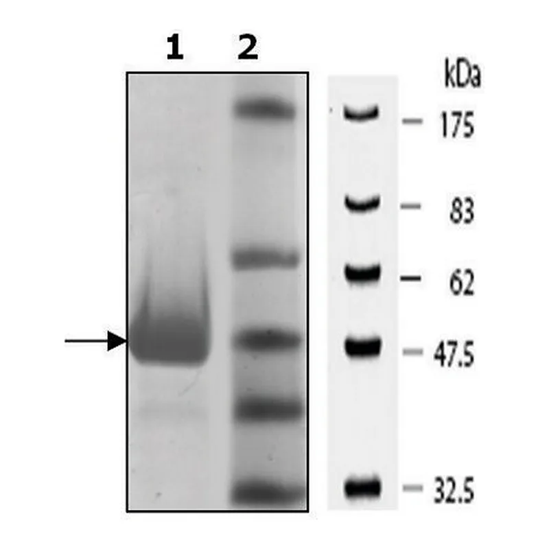 Merck PKLR Var2 active human