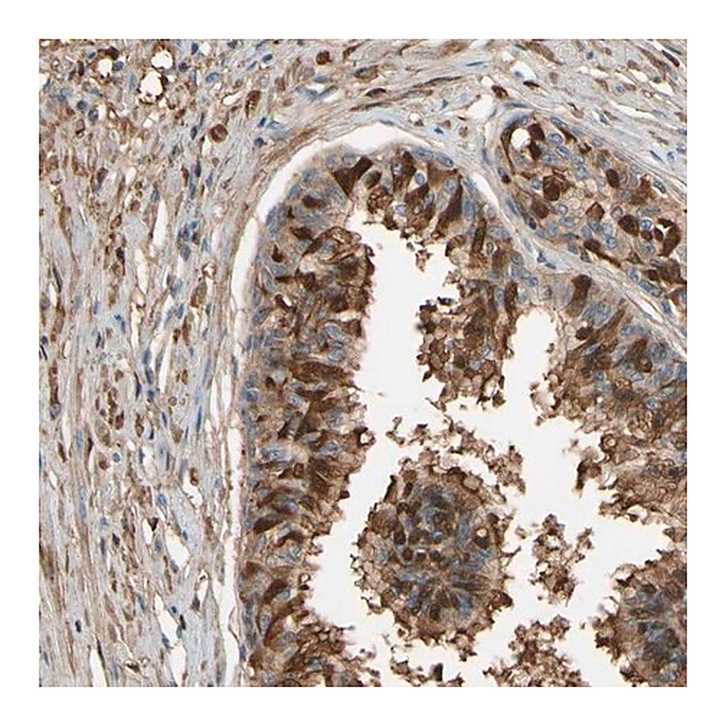 Merck Anti-CSMD2 antibody produced in rabbit
