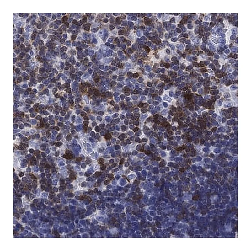 Merck Anti-SH2D2A antibody produced in rabbit