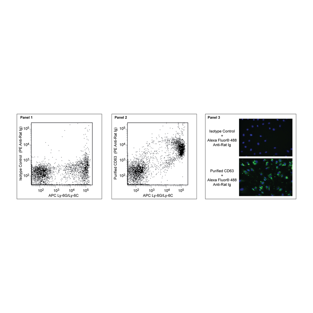 BD Purified Rat Anti-Mouse CD63