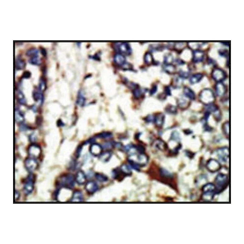 Merck Anti-NEK1 (C-term) antibody produced in rabbit