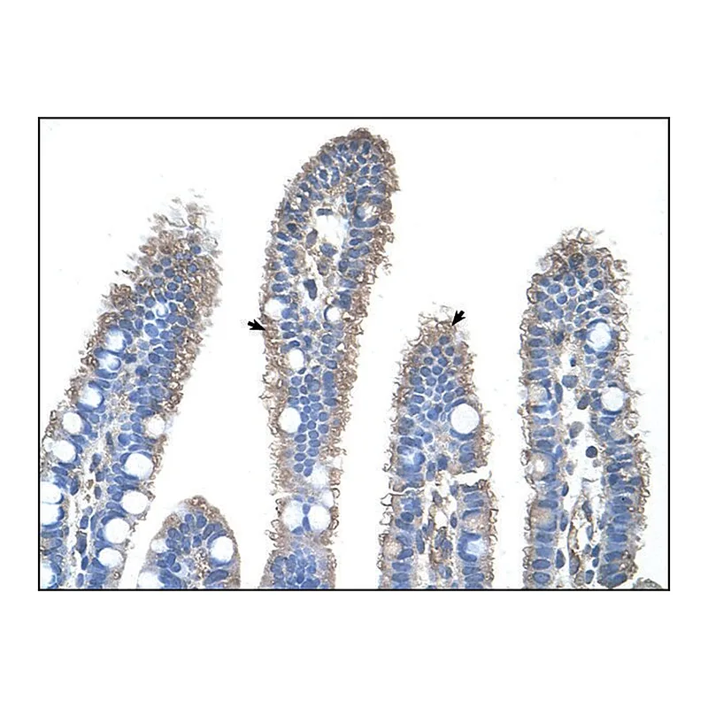 Merck Anti-OTC antibody produced in rabbit