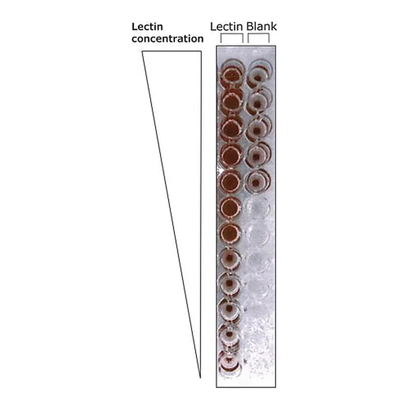 Merck Lectin from Erythrina cristagalli (coral tree)