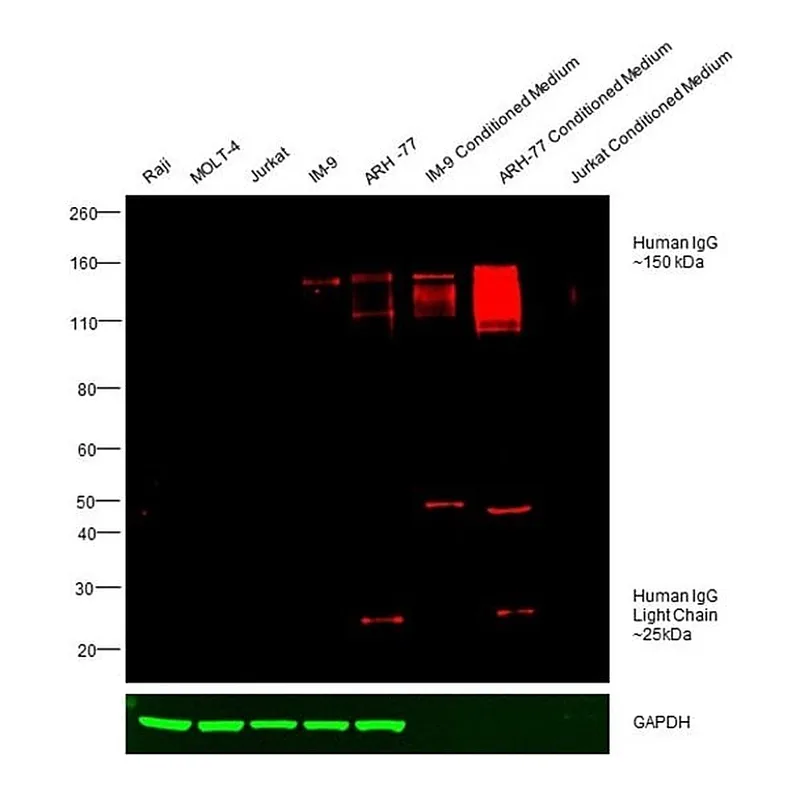Thermo Fisher Scientific Rabbit anti-Human IgG (H+L) Cross-Adsorbed Secondary Antibody, DyLight 755