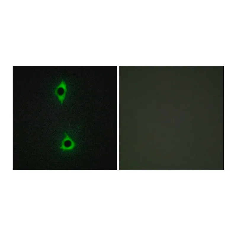 Merck Anti-PIP5K antibody produced in rabbit