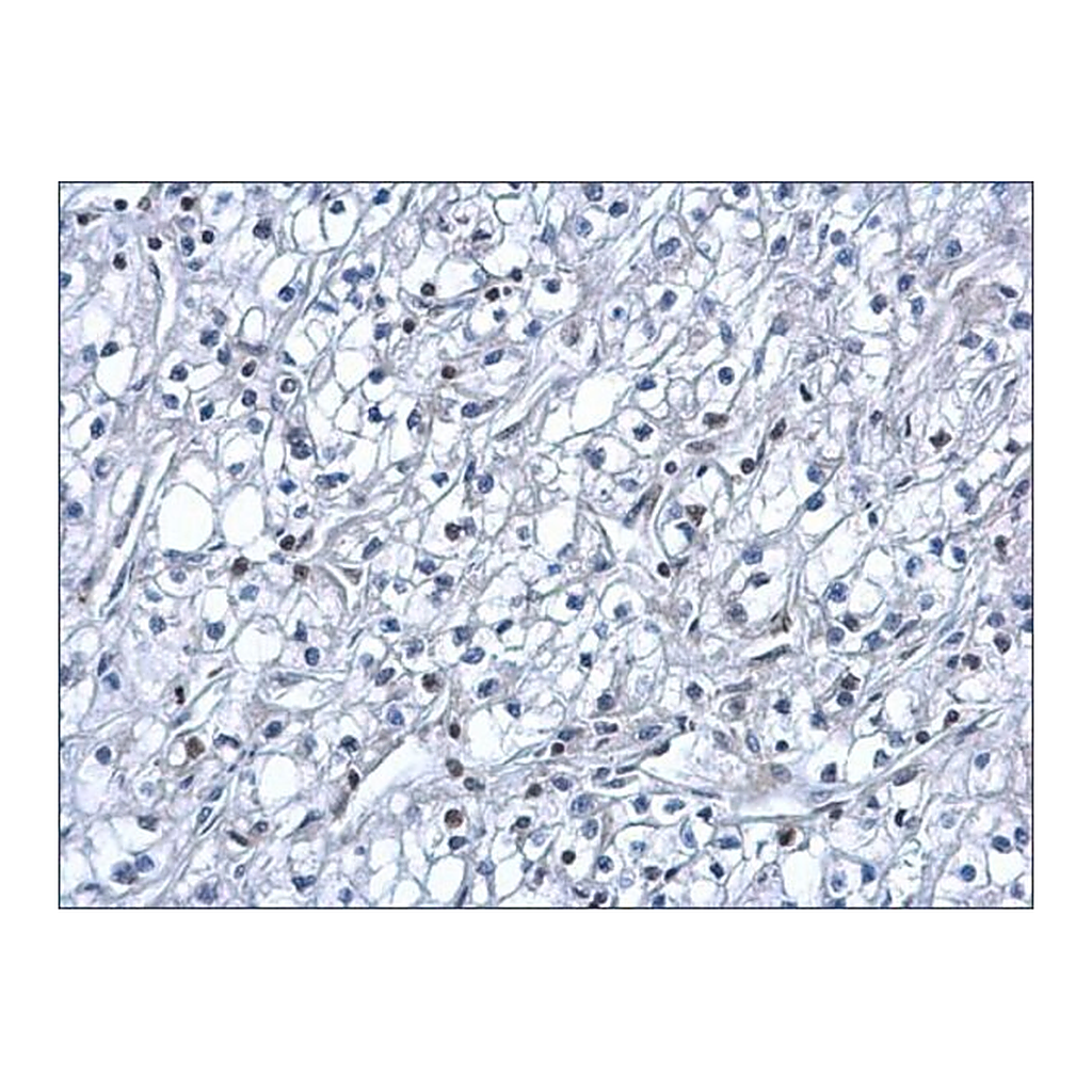 Merck Anti-HIF1A antibody produced in rabbit