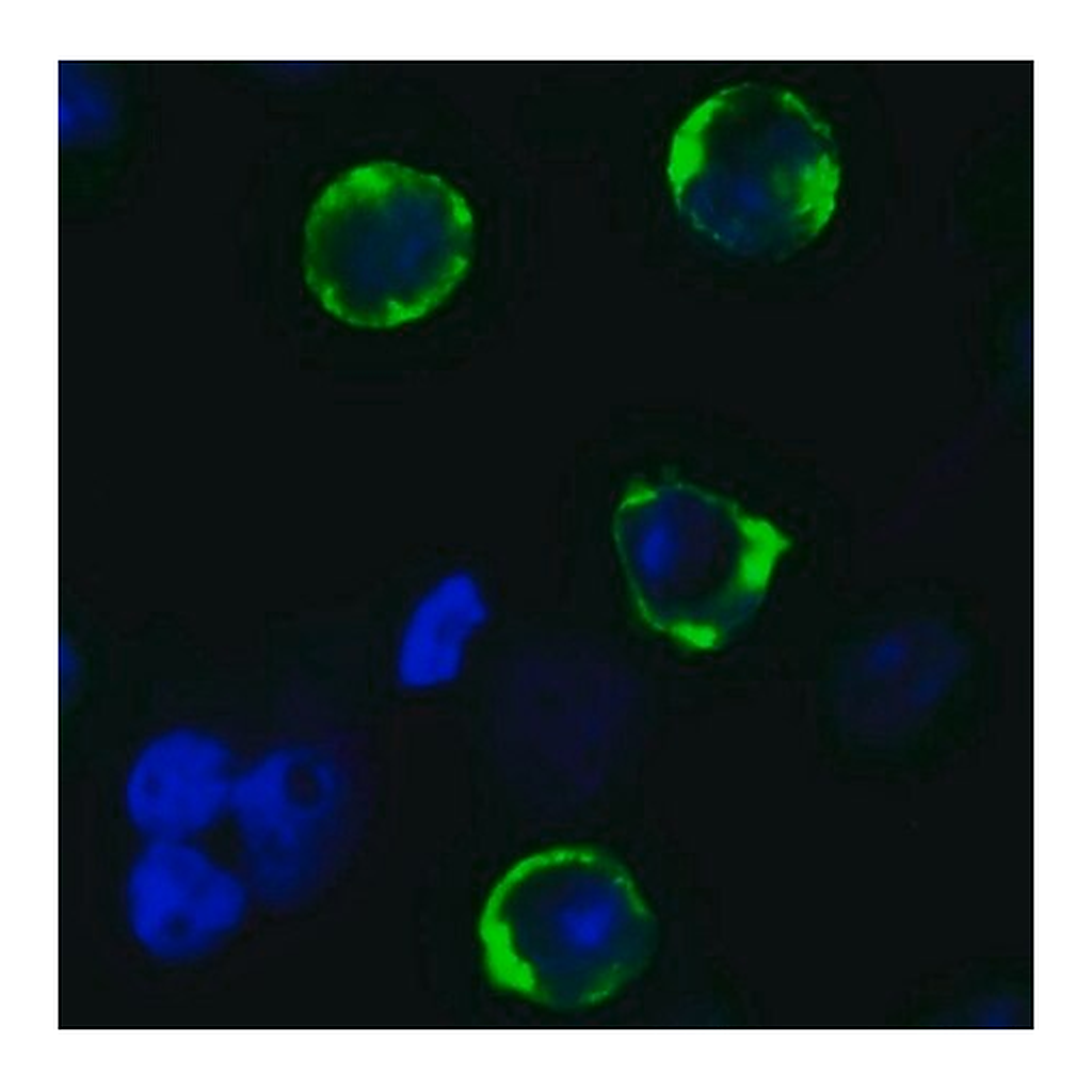 Merck Anti-SARS-CoV-2 (COVID-19) Spike (cleavage site) antibody produced in rabbit