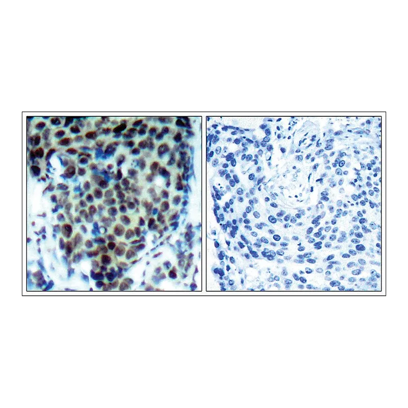 Merck Anti-phospho-MAPK14 (pThr180) antibody produced in rabbit