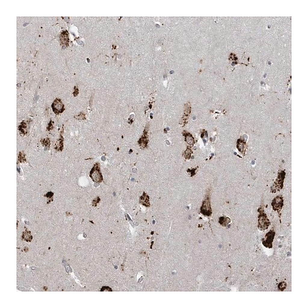 Merck Anti-ZNF507 antibody produced in rabbit