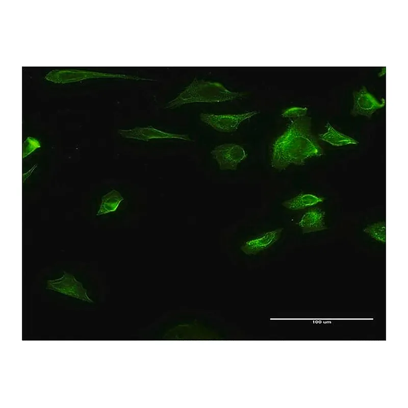 Merck Monoclonal Anti-HDAC6 antibody produced in mouse