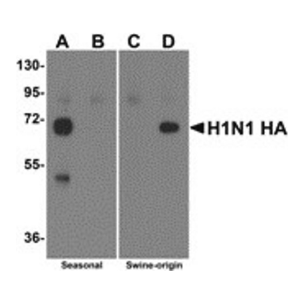 Merck Anti-Swine H1N1 Hemagglutinin antibody produced in rabbit