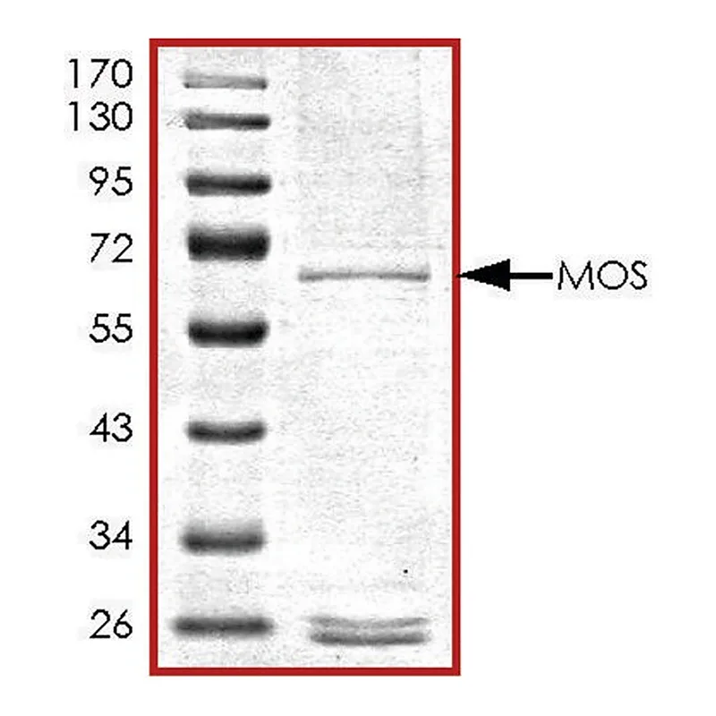 Merck MOS, GST tagged human