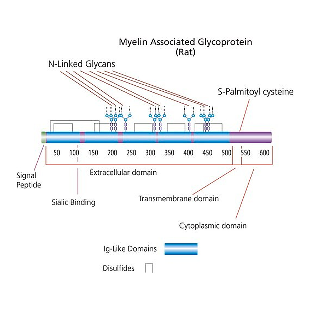 Merck Myelin-Associated Glycoprotein/Fc Chimera from rat