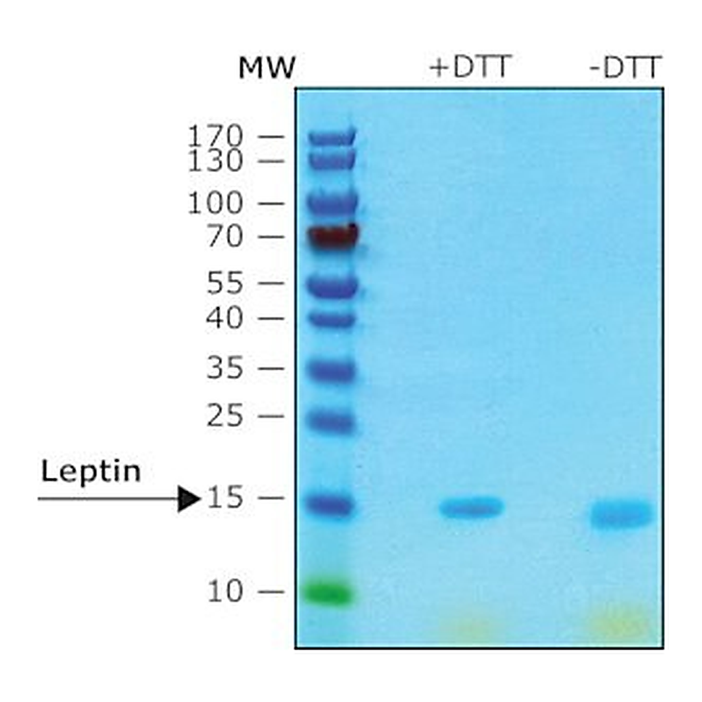 Merck LEPTIN (OB), RAT, RECOMBINANT