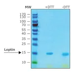 Merck LEPTIN (OB), RAT, RECOMBINANT