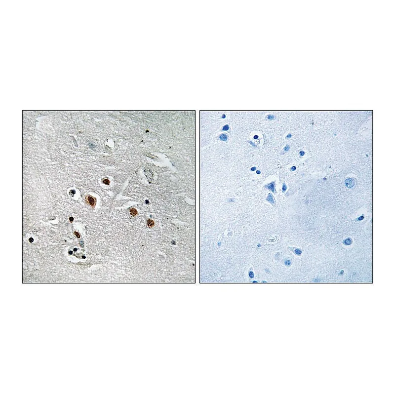 Merck Anti-MED13L antibody produced in rabbit
