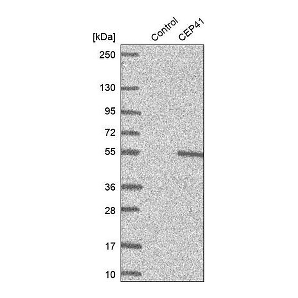 Merck Anti-CEP41 antibody produced in rabbit