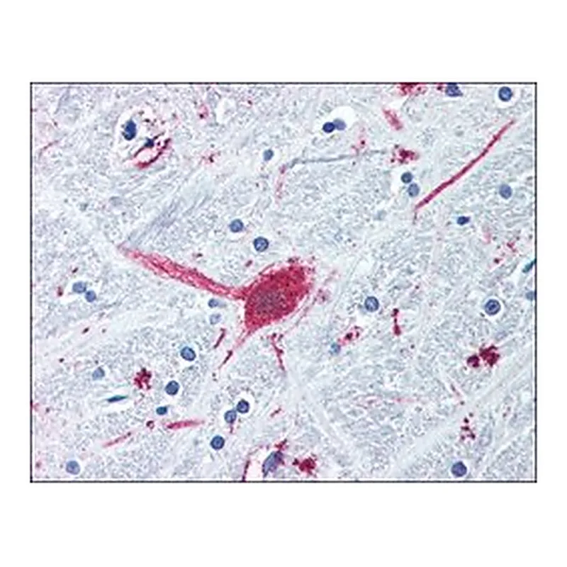 Merck ANTI-DRD3 / DOPAMINE