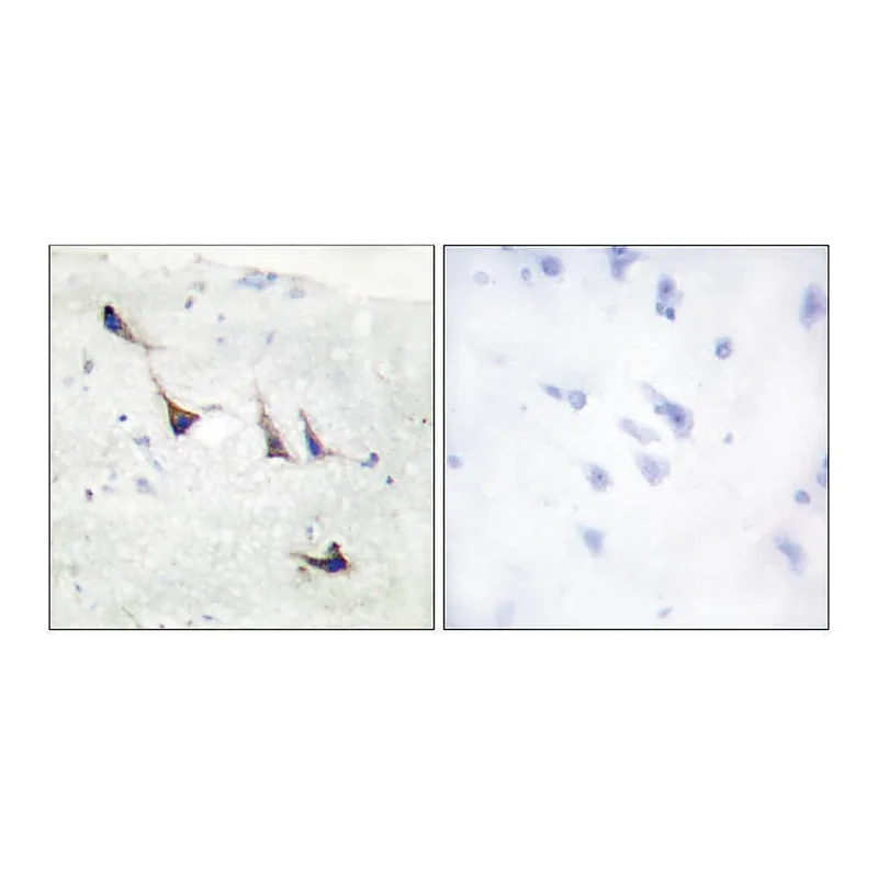 Merck Anti-Syntaxin 1A, N-Terminal antibody produced in rabbit