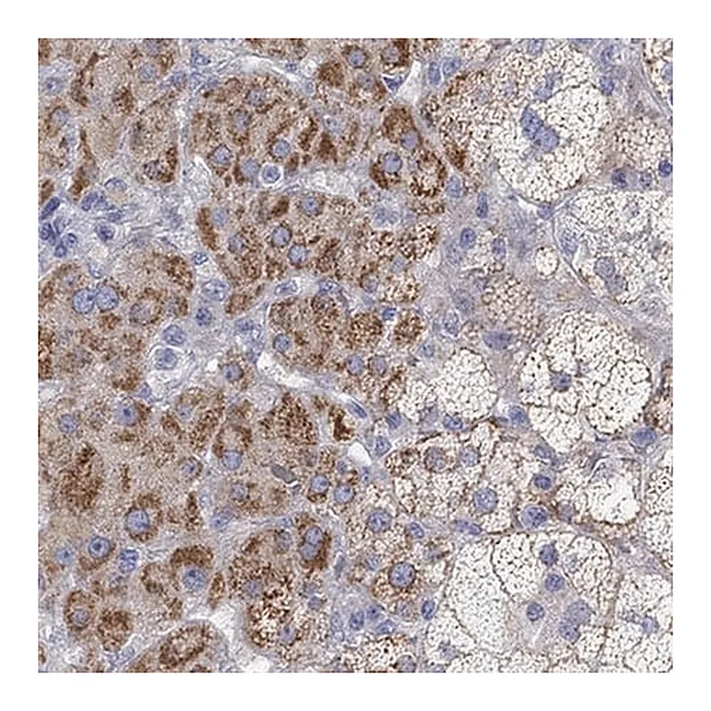 Merck Anti-NRIP3 antibody produced in rabbit