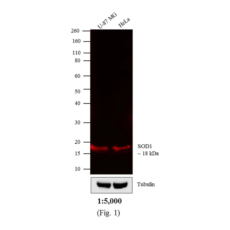 Thermo Fisher Scientific Donkey anti-Mouse IgG (H+L) Cross-Adsorbed Secondary Antibody, DyLight 680