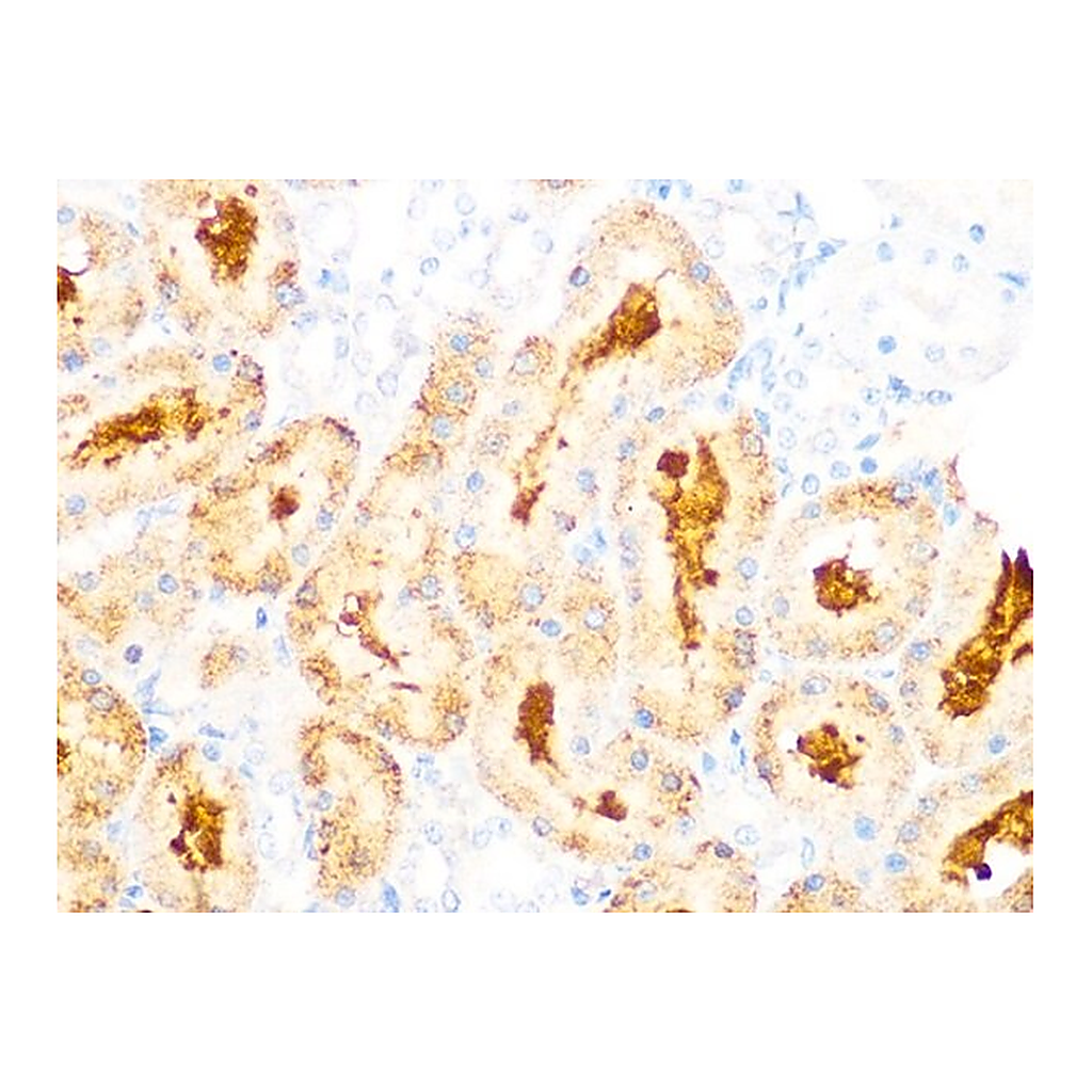 Merck Anti-GCLC antibody produced in rabbit