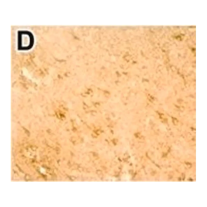 Merck Anti-DNMT1 antibody produced in rabbit