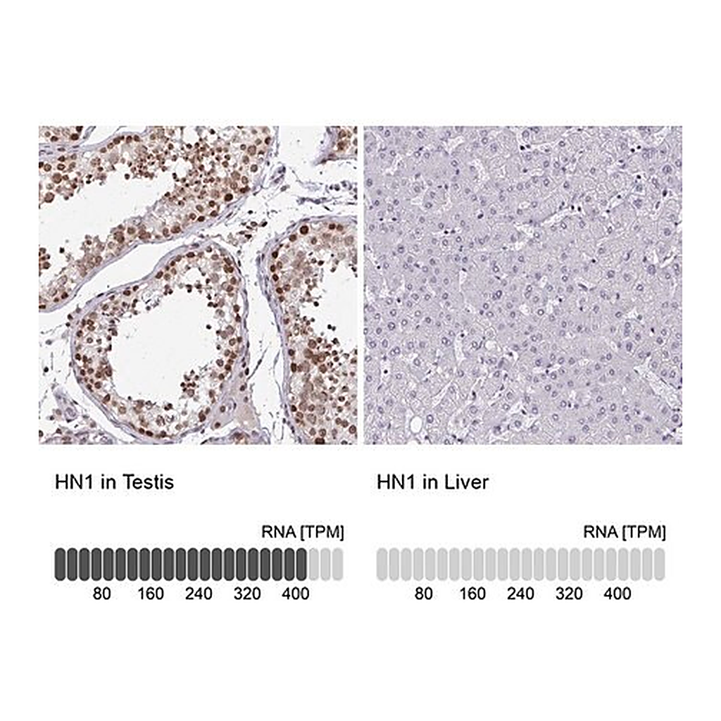 Merck Anti-HN1 antibody produced in rabbit