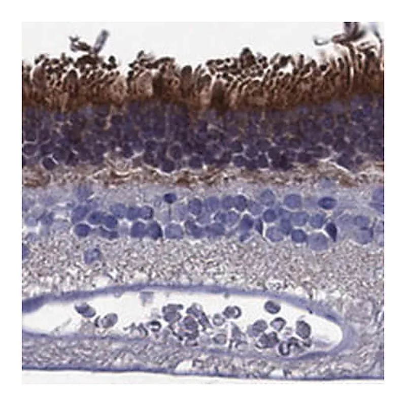 Merck Anti-FSCN2 antibody produced in rabbit