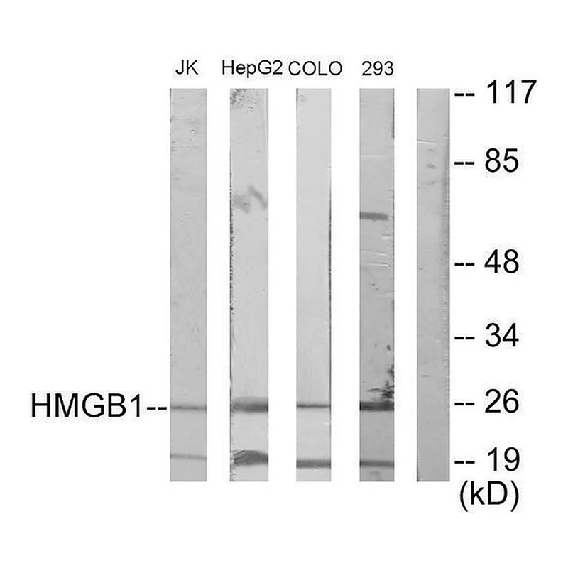 Merck Anti-HMGB1 antibody produced in rabbit