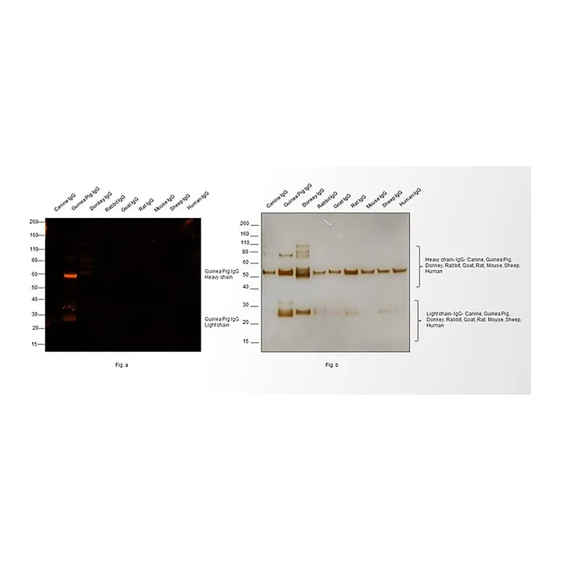Thermo Fisher Scientific Goat anti-Guinea Pig IgG (H+L) Highly Cross-Adsorbed Secondary Antibody, Alexa Fluor 568