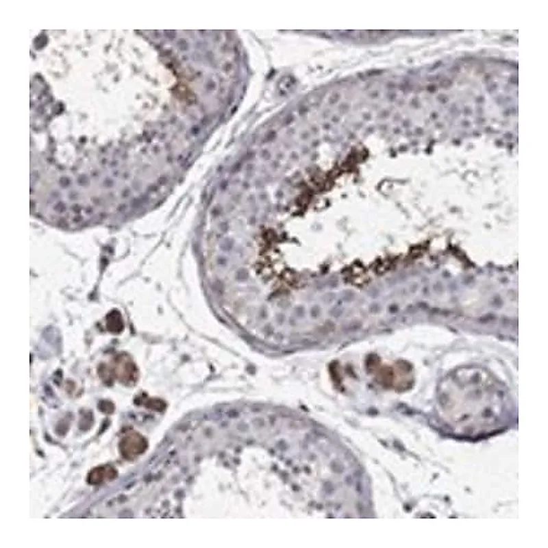 Merck Anti-DVL1 antibody produced in rabbit