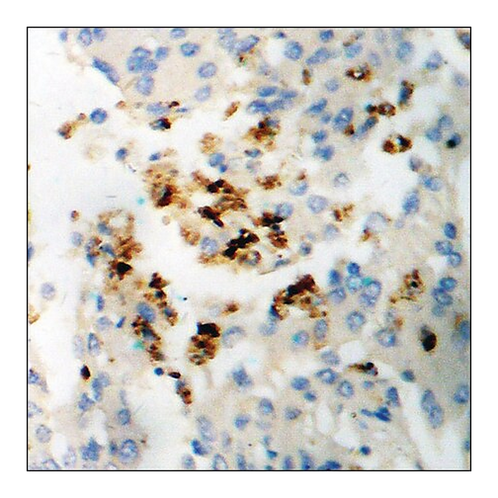 Merck Anti-phospho-SGK (pSer422) antibody produced in rabbit
