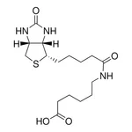Merck N-(+)-Biotinyl-6-aminohexanoic acid